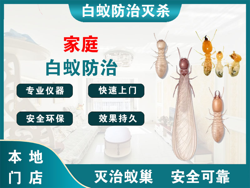 瓯海家庭白蚁防治