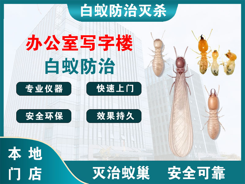瓯海办公室写字楼白蚁防治