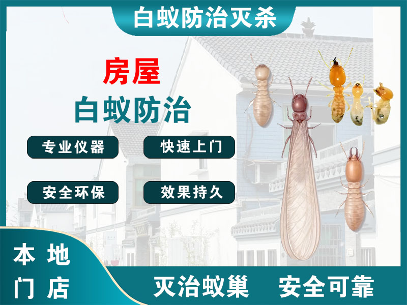 瓯海房屋白蚁防治